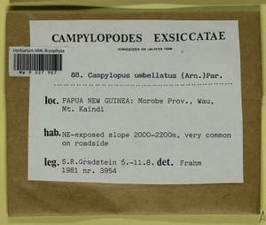 Campylopus umbellatus (Arn.) Paris, Bryophytes, Bryophytes - Oceania (BOc) (Papua New Guinea)