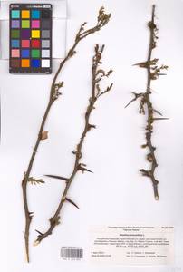 Gleditsia triacanthos L., Eastern Europe, Lower Volga region (E9) (Russia)