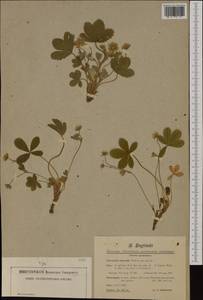 Potentilla montana Brot., Western Europe (EUR) (Germany)