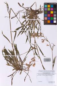 Viscaria vulgaris Röhl., Eastern Europe, Moscow region (E4a) (Russia)