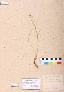 Gagea serotina (L.) Ker Gawl., Siberia, Altai & Sayany Mountains (S2) (Russia)