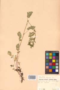 Potentilla supina L., Siberia, Russian Far East (S6) (Russia)