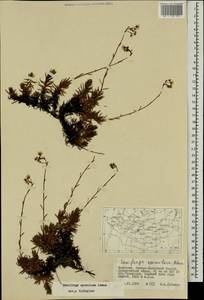 Saxifraga bronchialis subsp. bronchialis, Mongolia (MONG) (Mongolia)