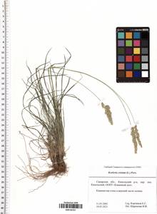 Koeleria pyramidata (Lam.) P.Beauv., Eastern Europe, Middle Volga region (E8) (Russia)