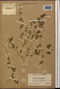 Coronilla scorpioides (L.)Koch, Caucasus, Armenia (K5) (Armenia)