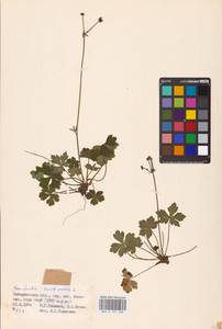 Sanicula europaea L., Eastern Europe, West Ukrainian region (E13) (Ukraine)