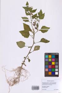 Solanum nigrum L., Eastern Europe, Moscow region (E4a) (Russia)