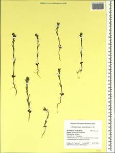 Buglossoides tenuiflora (L. fil.) I. M. Johnst., Crimea (KRYM) (Russia)