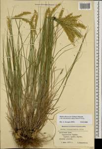 Melica ciliata L., Crimea (KRYM) (Russia)