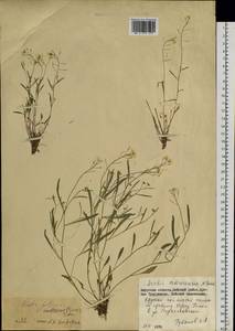 Arabidopsis lyrata subsp. petraea (L.) O'Kane & Al-Shehbaz, Siberia, Russian Far East (S6) (Russia)