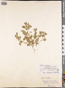 Lipandra polysperma (L.) S. Fuentes, Uotila & Borsch, Eastern Europe, Central region (E4) (Russia)
