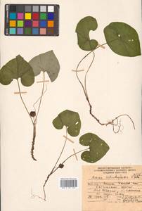 Asarum heterotropoides F. Schmidt, Siberia, Russian Far East (S6) (Russia)