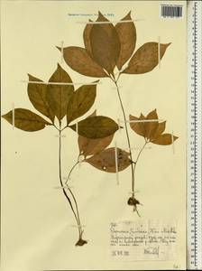 Araceae, Africa (AFR) (Ethiopia)