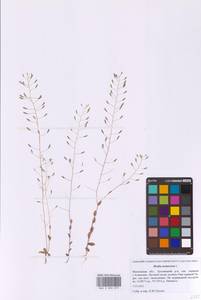 Draba nemorosa L., Eastern Europe, Moscow region (E4a) (Russia)