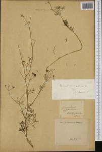 Coriandrum sativum L., Western Europe (EUR) (Italy)