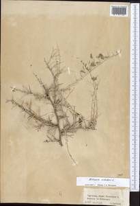 Nitraria schoberi L., Middle Asia, Northern & Central Tian Shan (M4) (Kyrgyzstan)