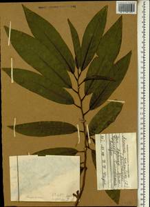 Annona reticulata L., Africa (AFR) (Mali)