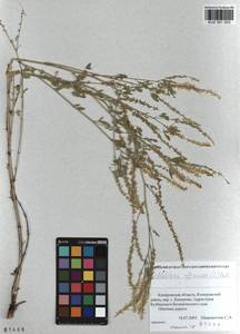 KUZ 001 023, Melilotus officinalis (L.)Pall., Siberia, Altai & Sayany Mountains (S2) (Russia)