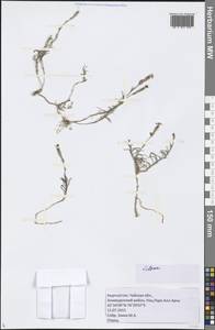 Silene, Middle Asia, Northern & Central Tian Shan (M4) (Kyrgyzstan)