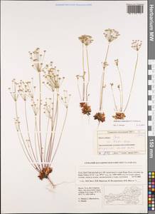 Androsace lactiflora Fisch. ex Willd., Siberia, Altai & Sayany Mountains (S2) (Russia)