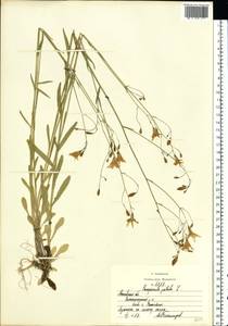 Campanula patula L., Eastern Europe, Moscow region (E4a) (Russia)