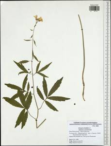 Cardamine bulbifera (L.) Crantz, Eastern Europe, Central region (E4) (Russia)