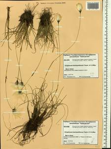 Eriophorum brachyantherum Trautv. & C.A.Mey., Siberia, Central Siberia (S3) (Russia)