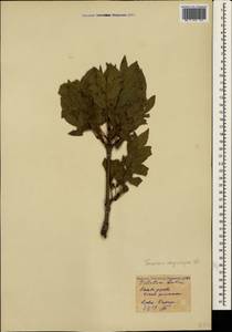 Fraxinus angustifolia subsp. oxycarpa (M.Bieb. ex Willd.) Franco & Rocha Afonso, Crimea (KRYM) (Russia)