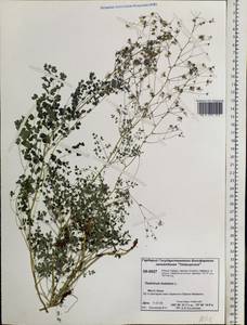 Thalictrum foetidum L., Siberia, Central Siberia (S3) (Russia)