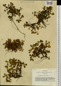 Sibbaldia procumbens L., Siberia, Altai & Sayany Mountains (S2) (Russia)