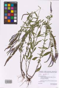 Veronica spicata L., Eastern Europe, Central forest-and-steppe region (E6) (Russia)
