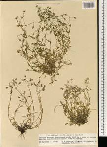 Dichodon cerastoides (L.) Rchb., Mongolia (MONG) (Mongolia)