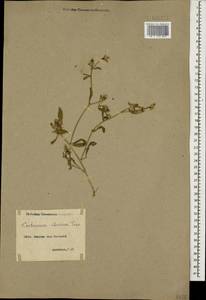 Centaurea iberica Trevis. ex Spreng., Caucasus, Armenia (K5) (Armenia)