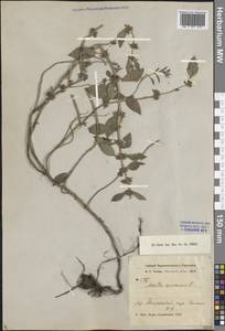 Mentha arvensis L., Middle Asia, Northern & Central Tian Shan (M4) (Kazakhstan)