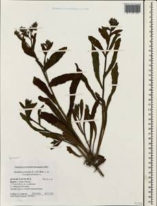 Lycopsis arvensis L., Crimea (KRYM) (Russia)