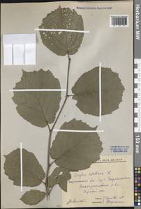 Corylus avellana L., Eastern Europe, Central forest-and-steppe region (E6) (Russia)