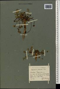 Heracleum graveolens (C. A. Mey.), Caucasus, Dagestan (K2) (Russia)