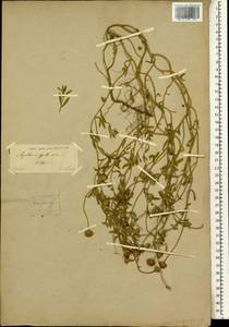 Amellus alternifolius subsp. alternifolius, Africa (AFR) (Russia)