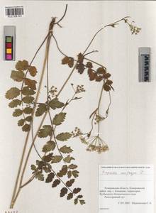 Pimpinella saxifraga L., Siberia, Altai & Sayany Mountains (S2) (Russia)