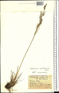 Deschampsia cespitosa (L.) P.Beauv., Caucasus, Stavropol Krai, Karachay-Cherkessia & Kabardino-Balkaria (K1b) (Russia)