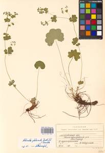 Alchemilla glabricaulis H. Lindb., Eastern Europe, Moscow region (E4a) (Russia)