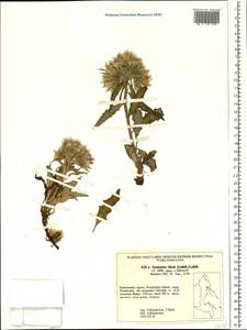 Saussurea tilesii (Ledeb.) Ledeb., Siberia, Chukotka & Kamchatka (S7) (Russia)