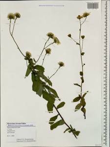 Hieracium virosum Pall., Caucasus, Black Sea Shore (from Novorossiysk to Adler) (K3) (Russia)