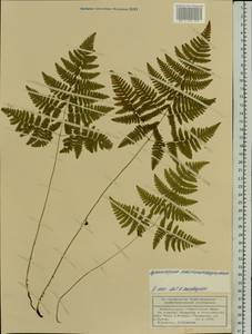 Gymnocarpium robertianum (Hoffm.) Newman, Eastern Europe, Volga-Kama region (E7) (Russia)