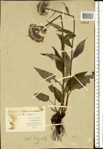Saussurea alpina (L.) DC., Eastern Europe, Northern region (E1) (Russia)