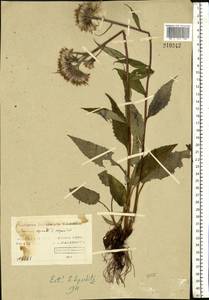 Saussurea alpina (L.) DC., Eastern Europe, Northern region (E1) (Russia)