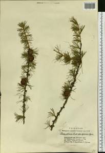 Larix sibirica Ledeb., Siberia, Altai & Sayany Mountains (S2) (Russia)