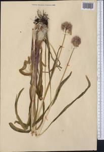 Allium platyspathum Schrenk, Middle Asia, Northern & Central Tian Shan (M4) (Not classified)