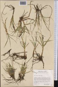 Carex aquatilis var. minor Boott, America (AMER) (Greenland)