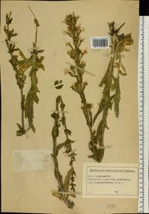 Silene viscosa (L.) Pers., Eastern Europe, Central forest-and-steppe region (E6) (Russia)